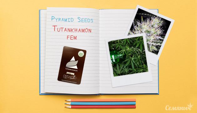 Гроурепорт сорта Tutankhamon fem от Pyramid Seeds