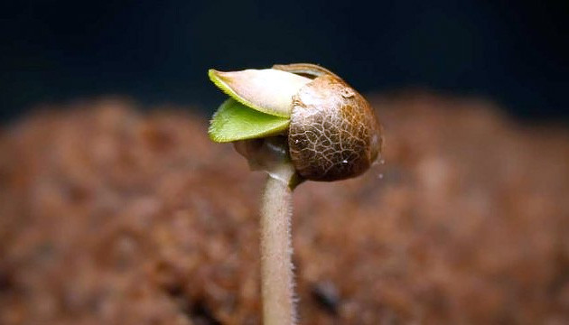 Проращивание семян марихуаны