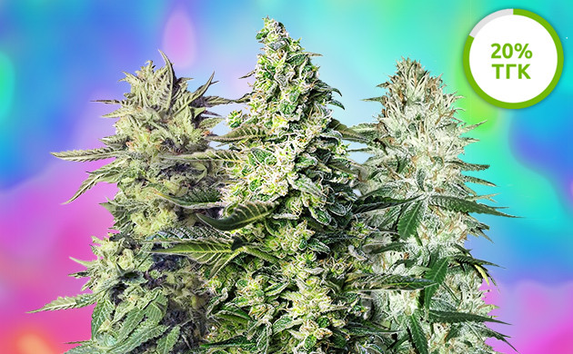 Среднее значение ТГК 20%