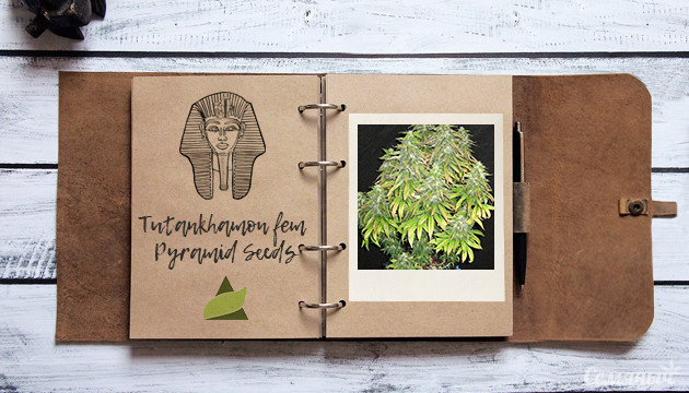 Гроурепорт сорта конопли Tutankhamon от Pyramid Seeds