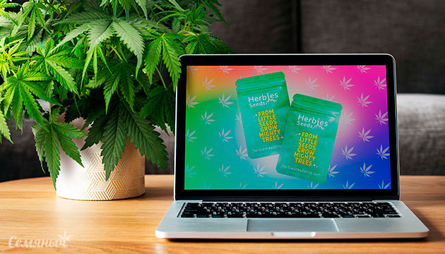 Выращивание сорта Runtz Punch fem от Herbies Seeds