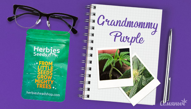 Гроурепорт сорта Grandmommy Purple