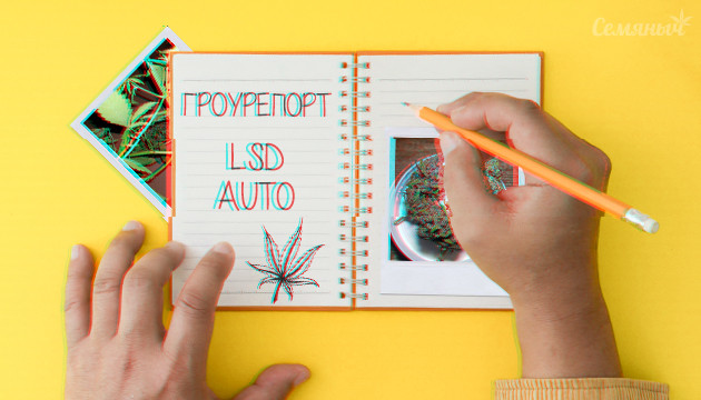 Гроурепорт LSD Auto от Семяныча